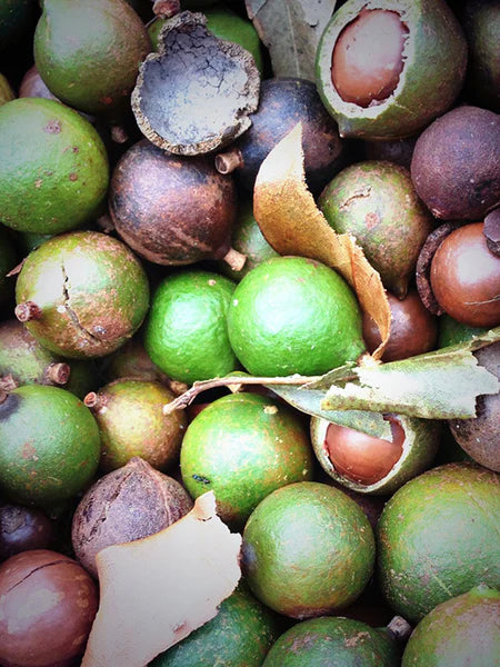 Rainforest Foods nut spreads and oils